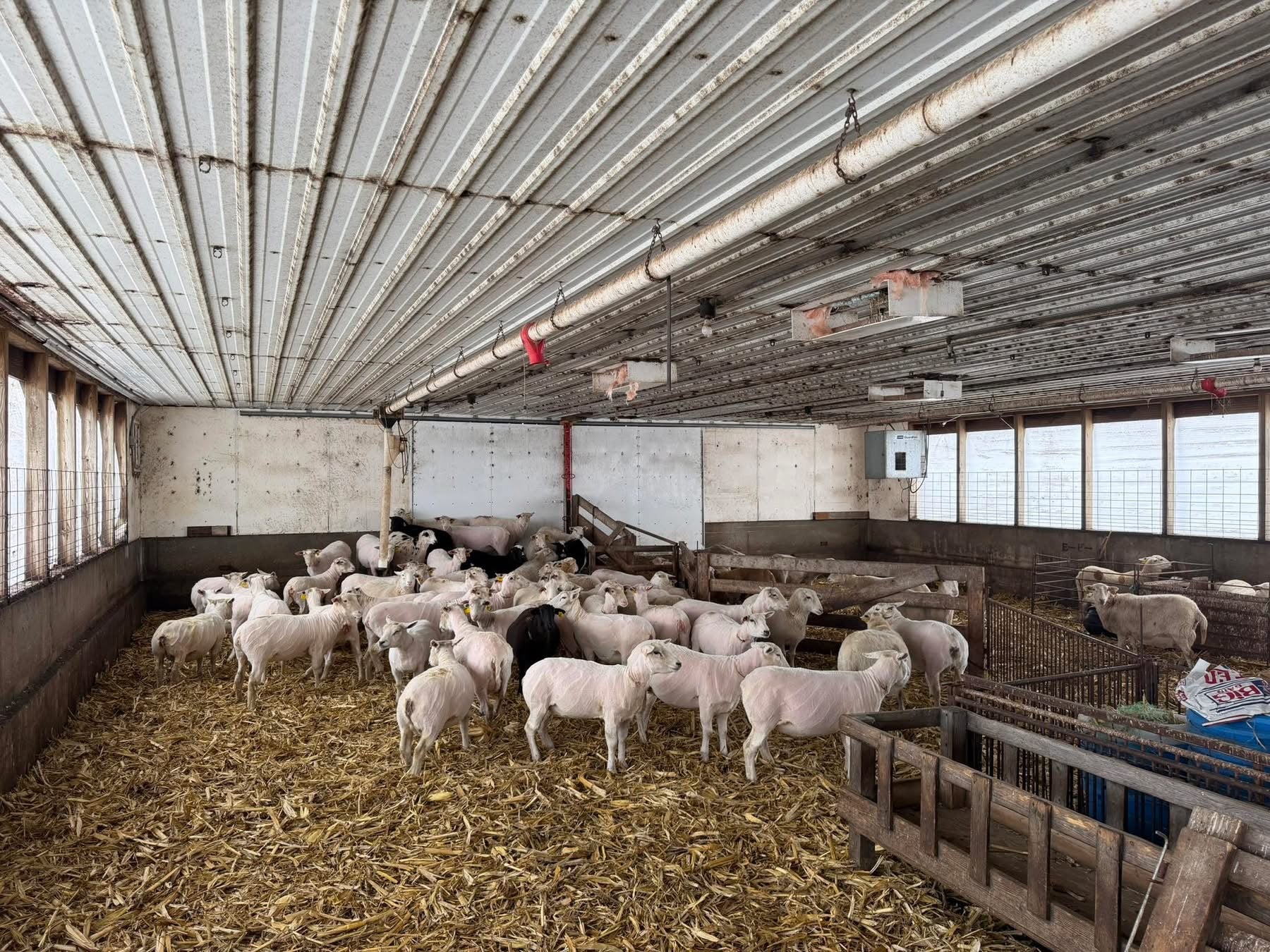 Polypay and Texel Ewes