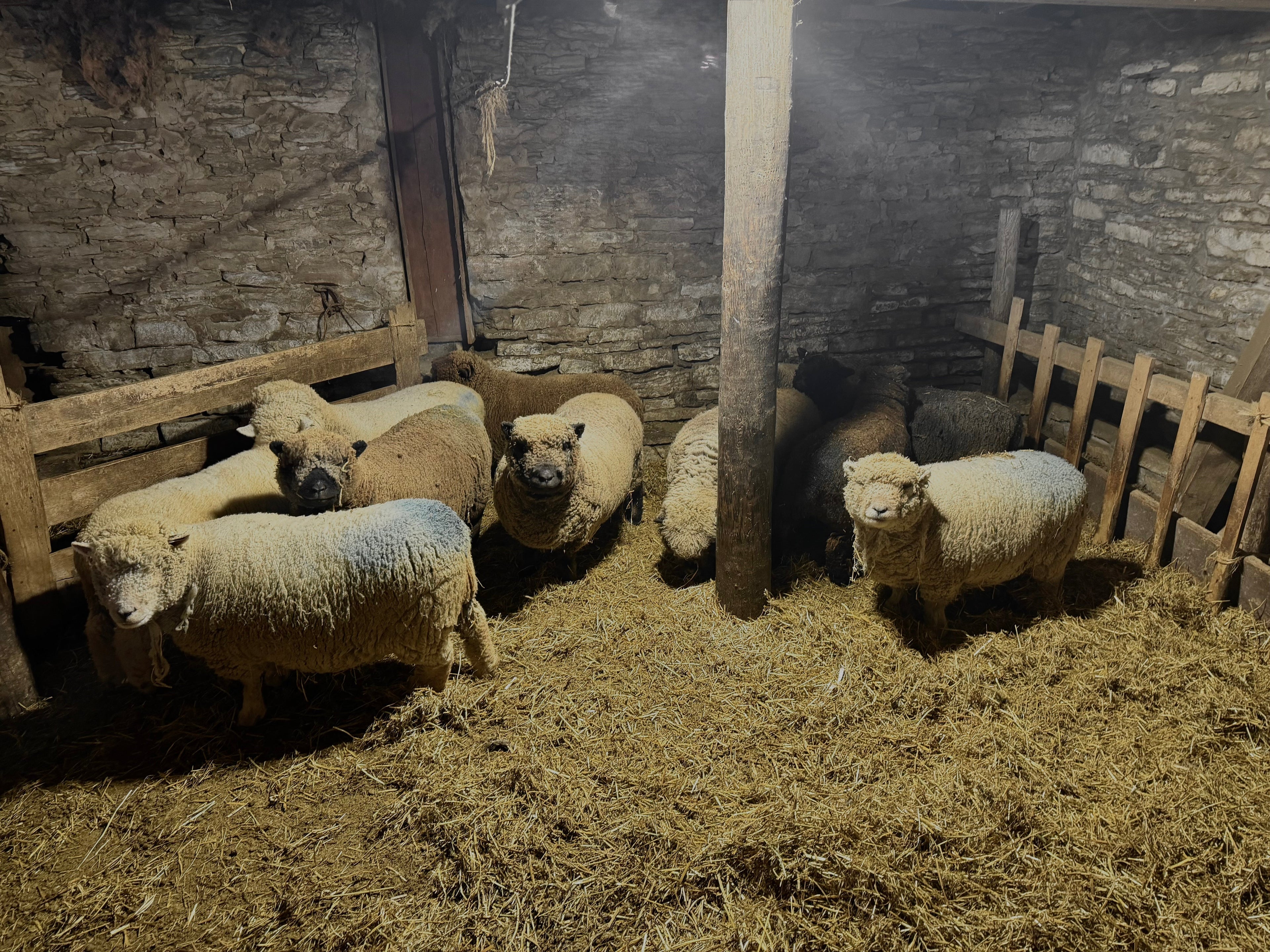 Hitting the Road for Shearing Season